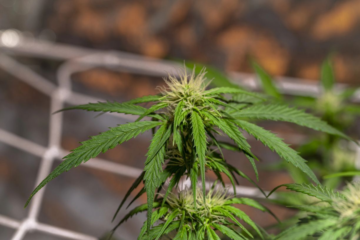 THC-A Flower